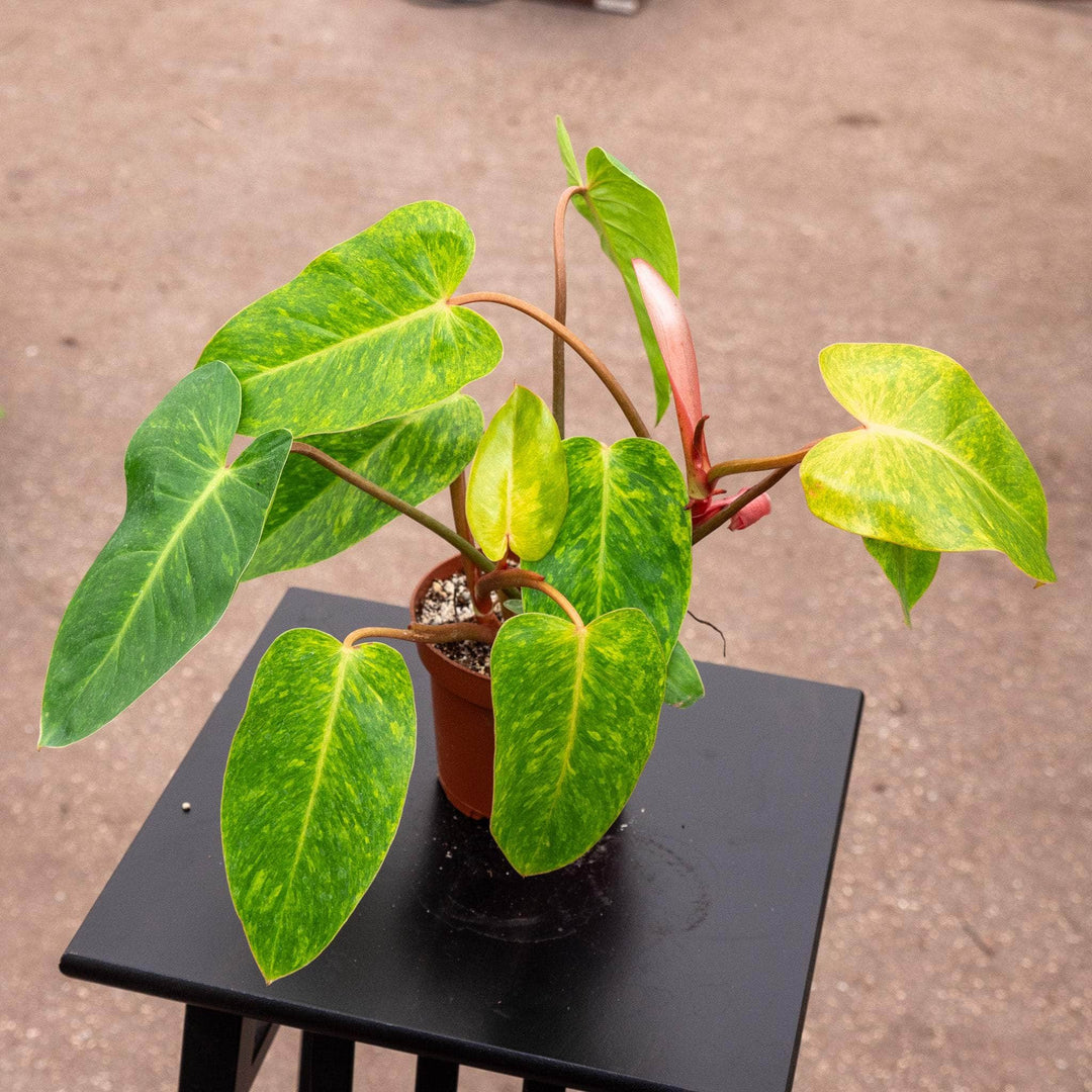 propagating philodendron painted lady Philodendron 'Painted Lady'