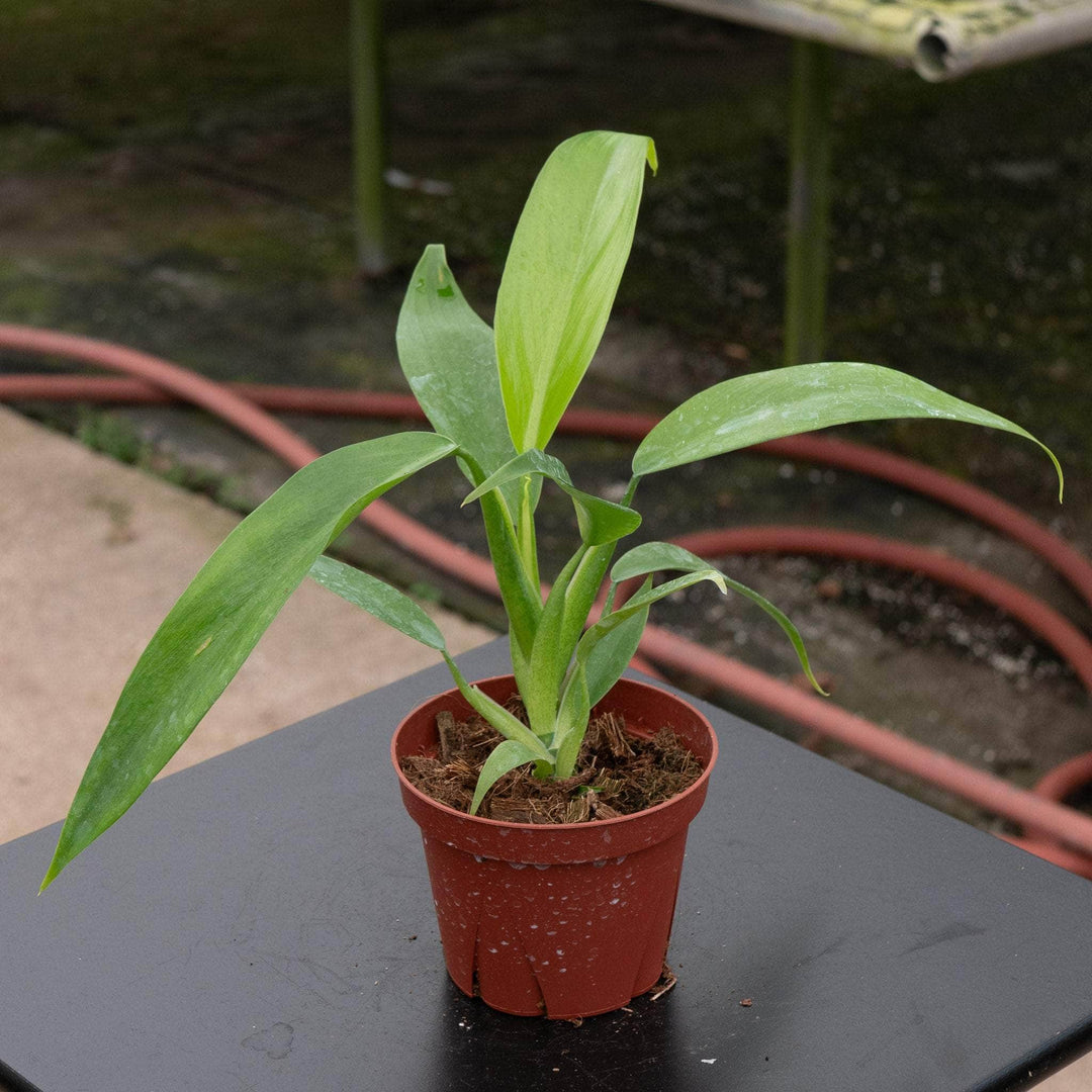 philodendron panduriforme Philodendron panduriforme