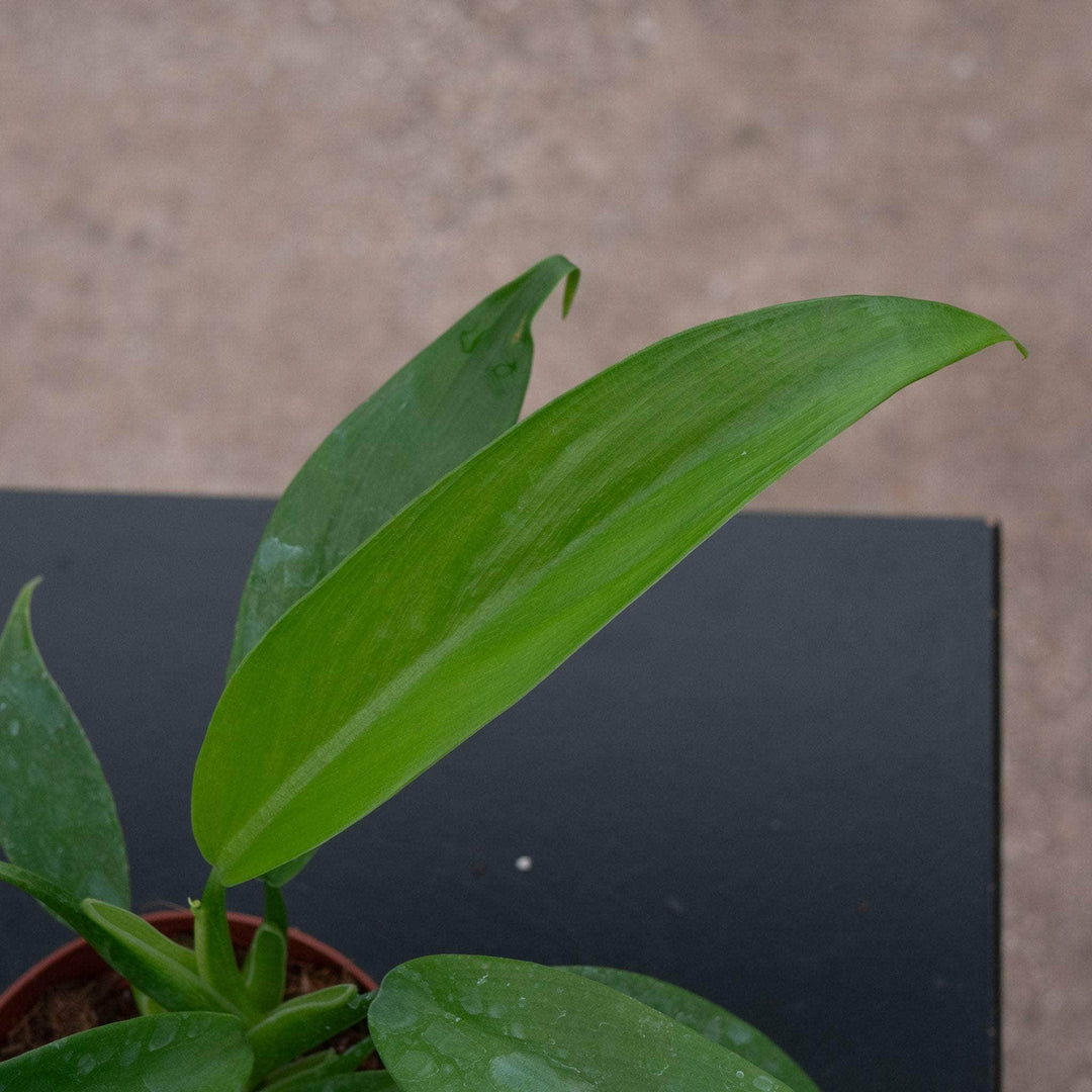 philodendron temptation care Philodendron panduriforme