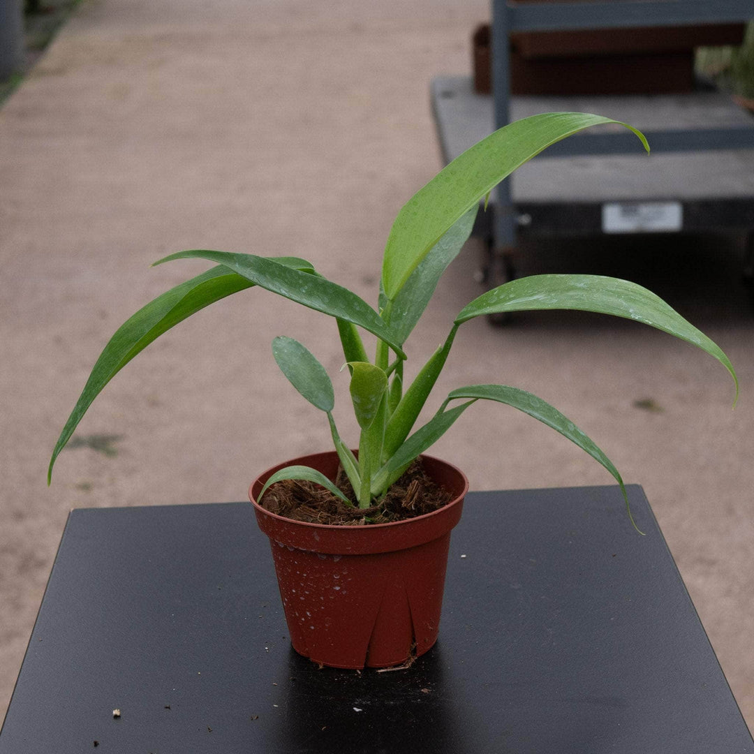 philodendron panduriforme common name Philodendron panduriforme