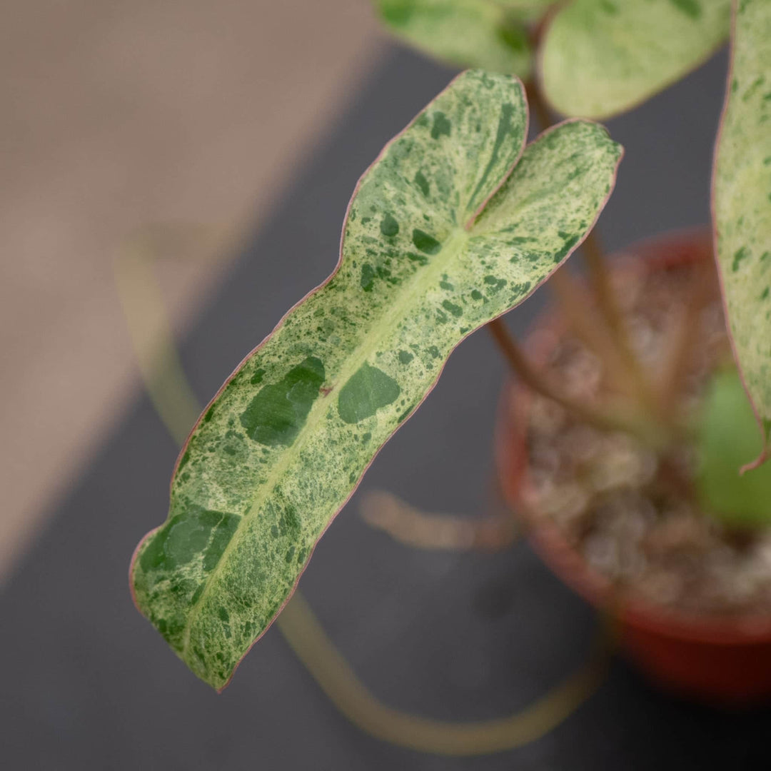 Gabriella Plants Philodendron 4" Philodendron 'Paraiso Verde'