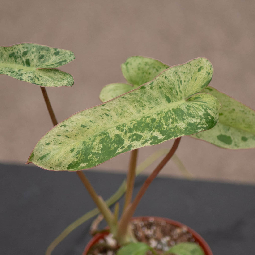 philodendron green paradise Philodendron 'Paraiso Verde'