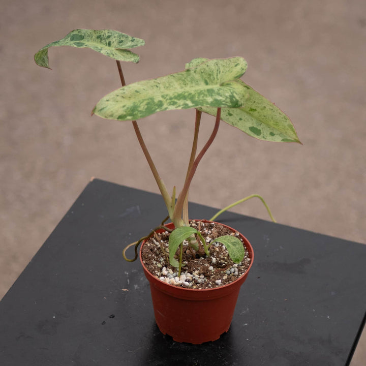 Gabriella Plants Philodendron 4" Philodendron 'Paraiso Verde'