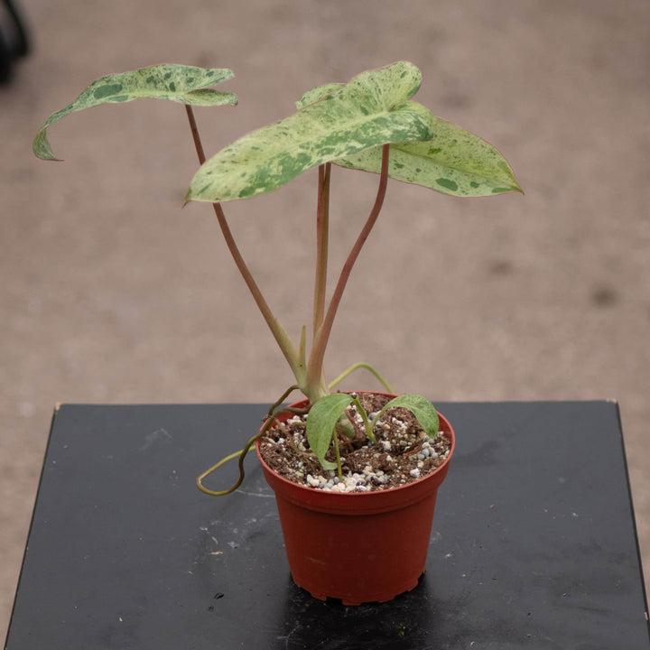 Gabriella Plants Philodendron 4" Philodendron 'Paraiso Verde'