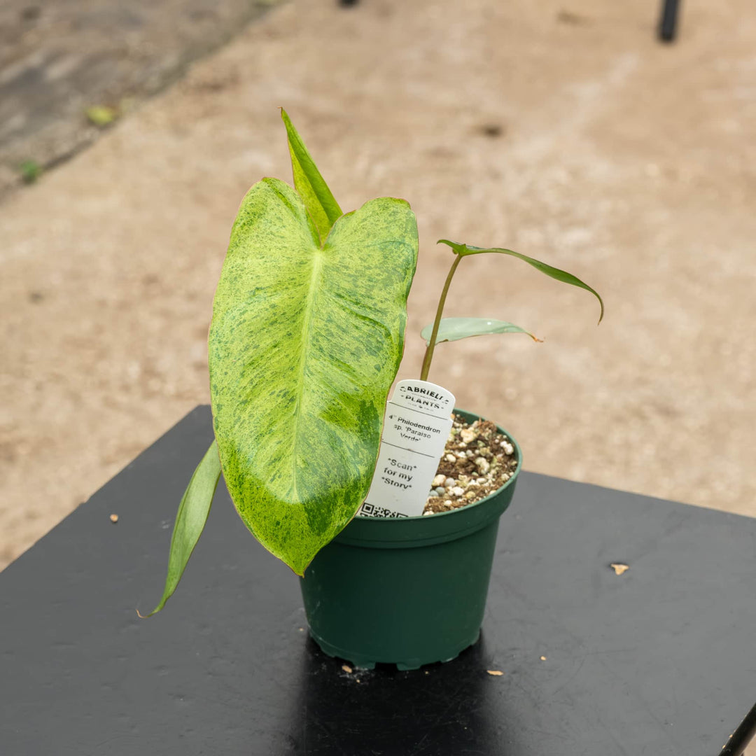 Gabriella Plants Philodendron 4" Philodendron 'Paraiso Verde'