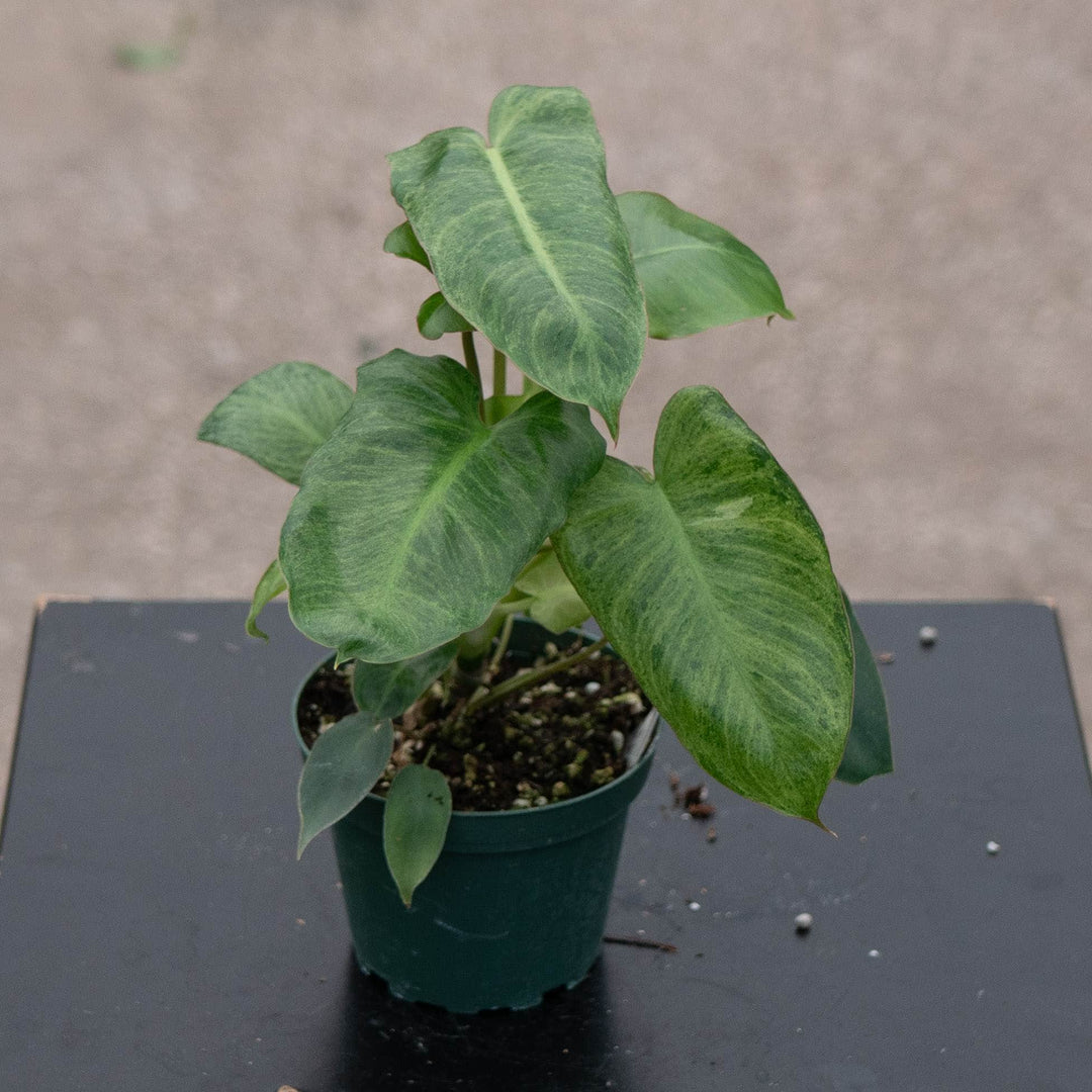 Gabriella Plants Philodendron 4" Philodendron 'Paraiso Verde'