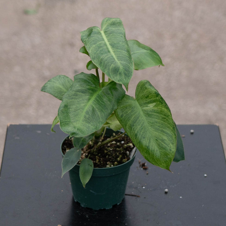 Gabriella Plants Philodendron 4" Philodendron &