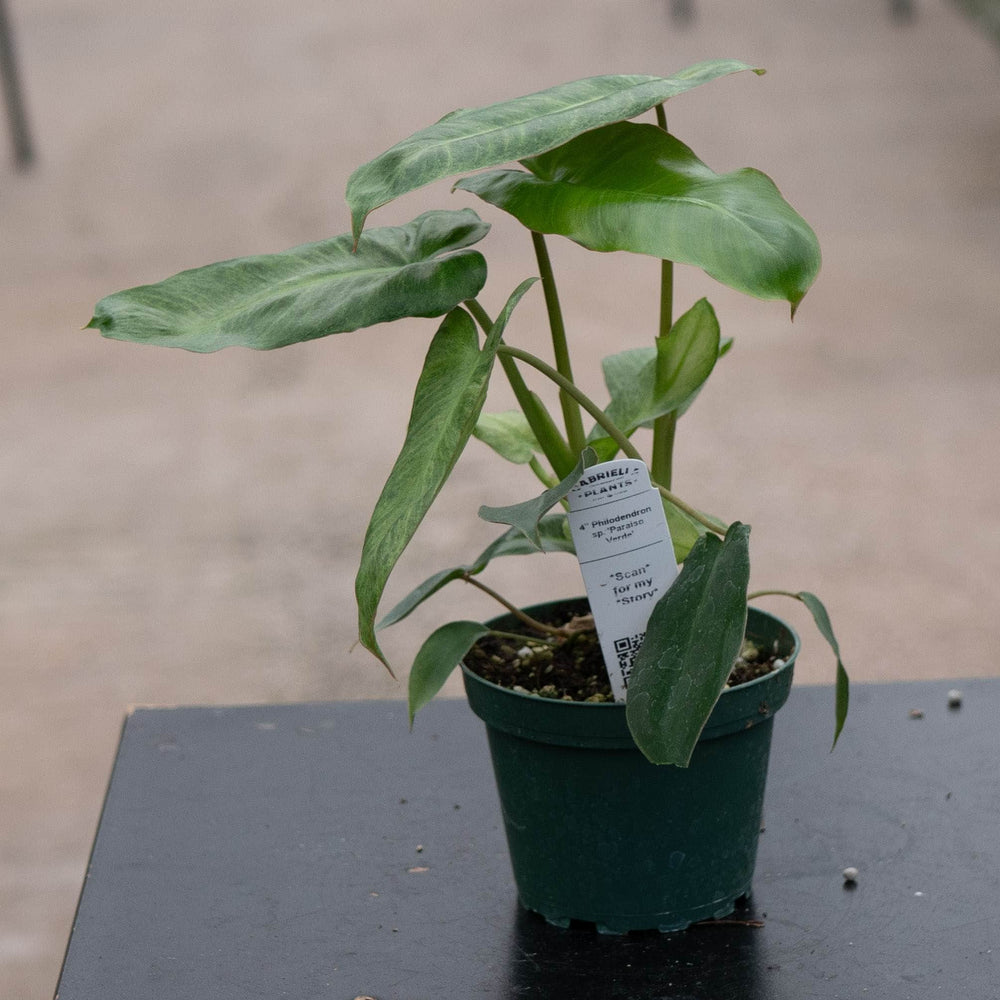 Gabriella Plants Philodendron 4" Philodendron 'Paraiso Verde'