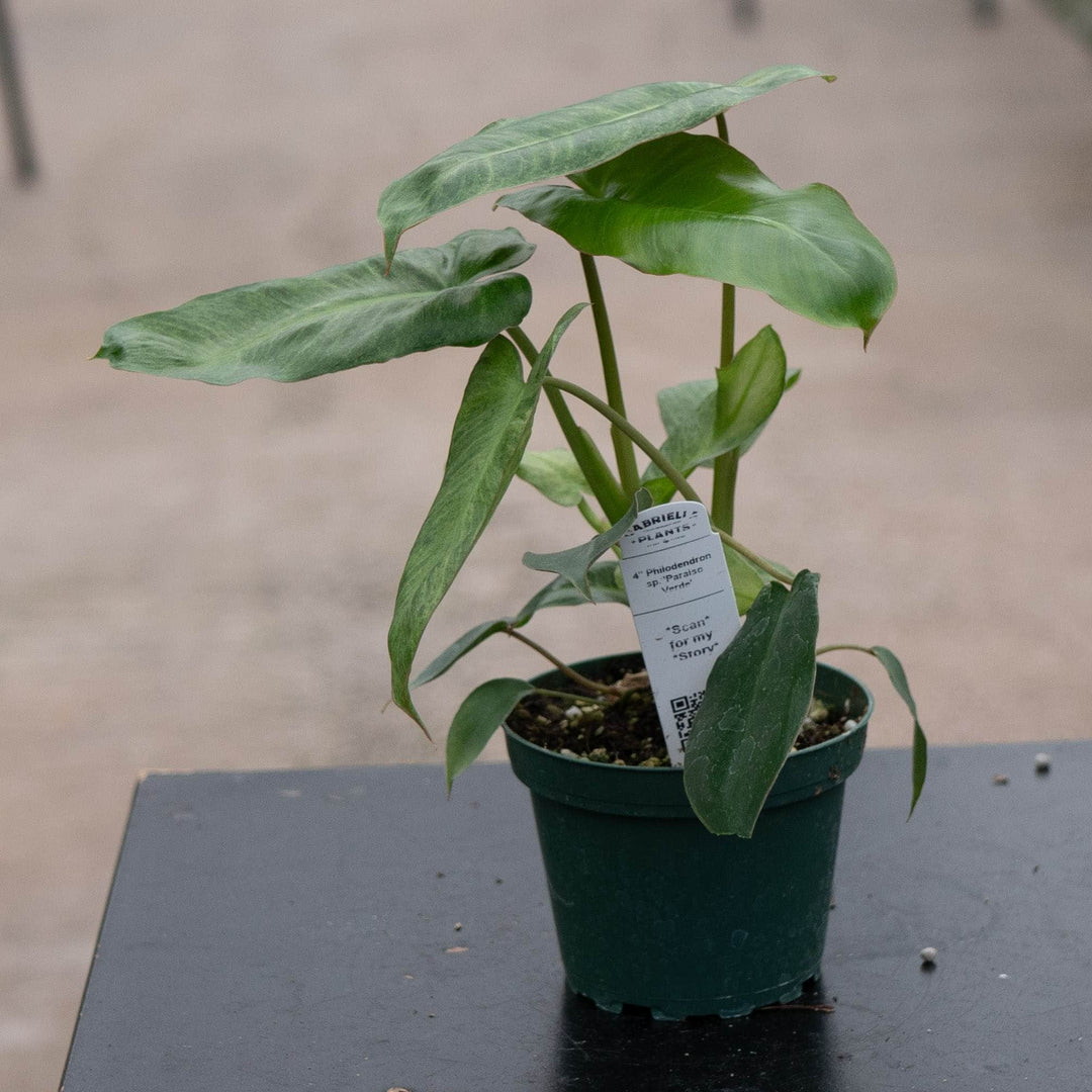 Gabriella Plants Philodendron 4" Philodendron &
