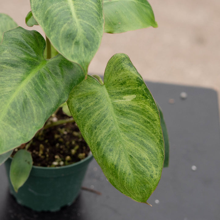 Gabriella Plants Philodendron 4" Philodendron &