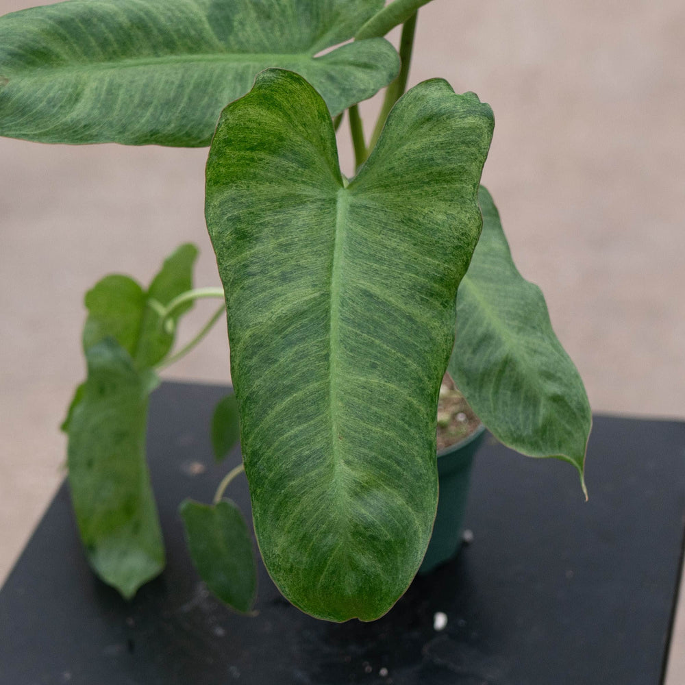 Gabriella Plants Philodendron 4" Philodendron 'Paraiso Verde'