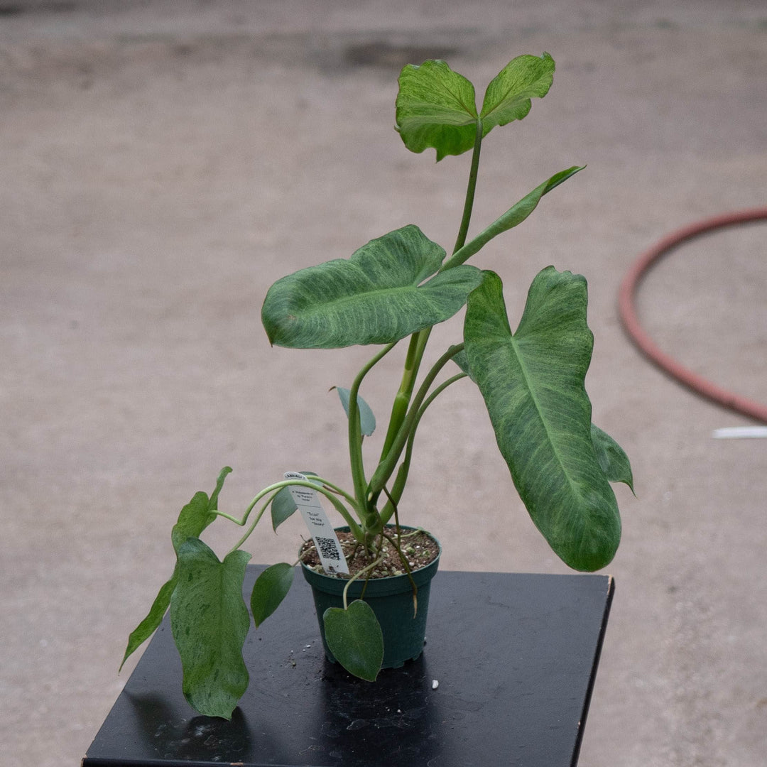 Gabriella Plants Philodendron 4" Philodendron 'Paraiso Verde'