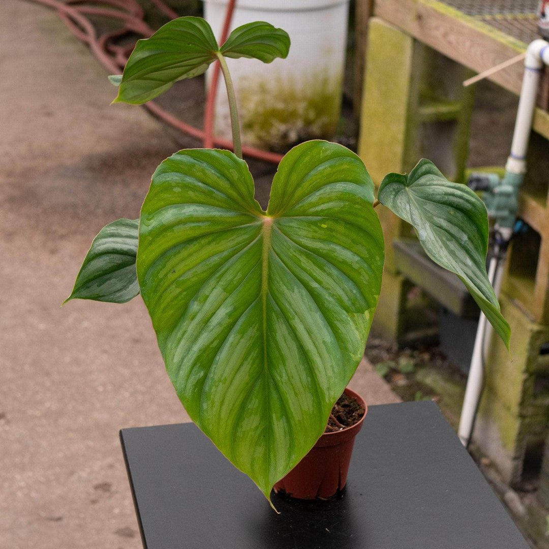 silver leaf philodendron Philodendron pastazanum 'Silver'