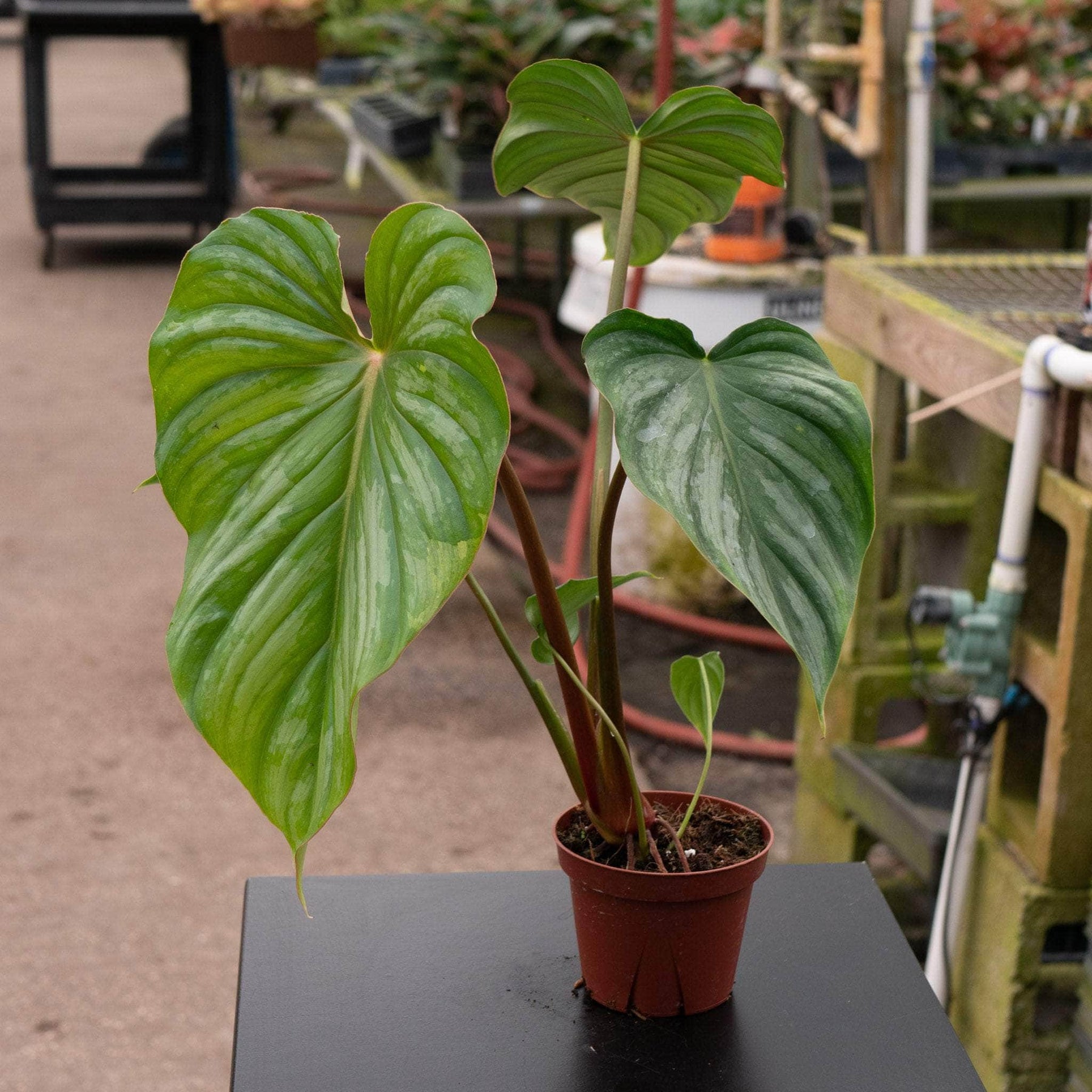 philodendron pastazanum silver cloud Philodendron pastazanum 'Silver'