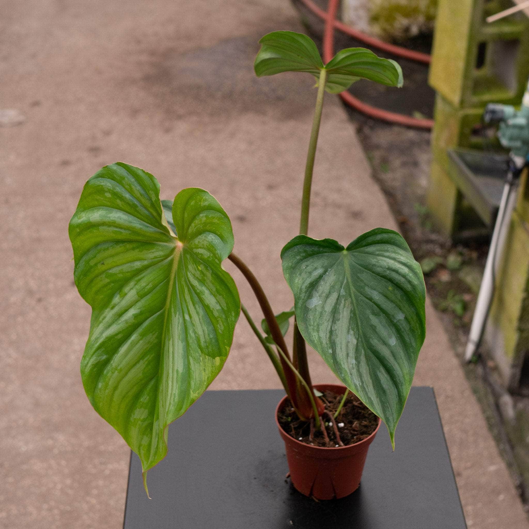 Philodendron pastazanum ‘Silver’