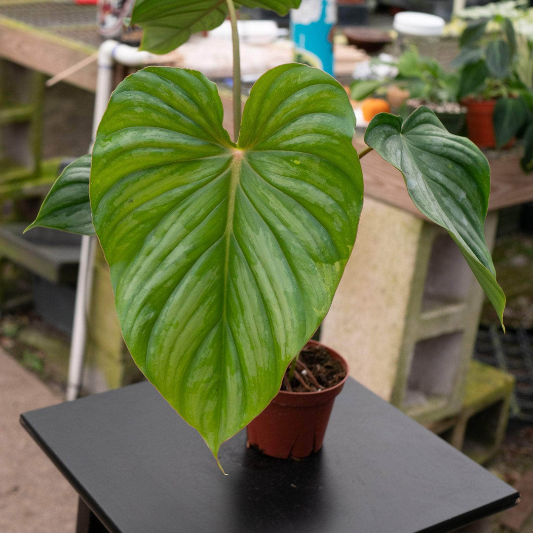 philodendron pasta Philodendron pastazanum 'Silver'
