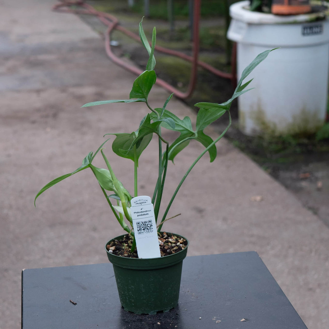 philodendron pedatum narrow Philodendron pedatum