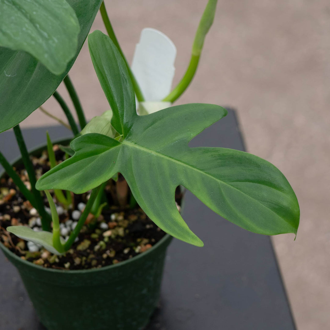 philodendron fraternum Philodendron pedatum