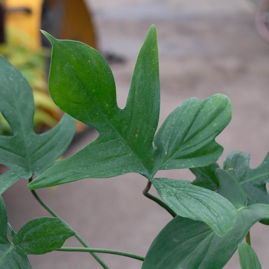 Gabriella Plants Philodendron Philodendron pedatum