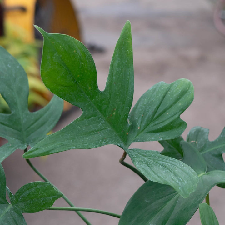 Gabriella Plants Philodendron Philodendron pedatum