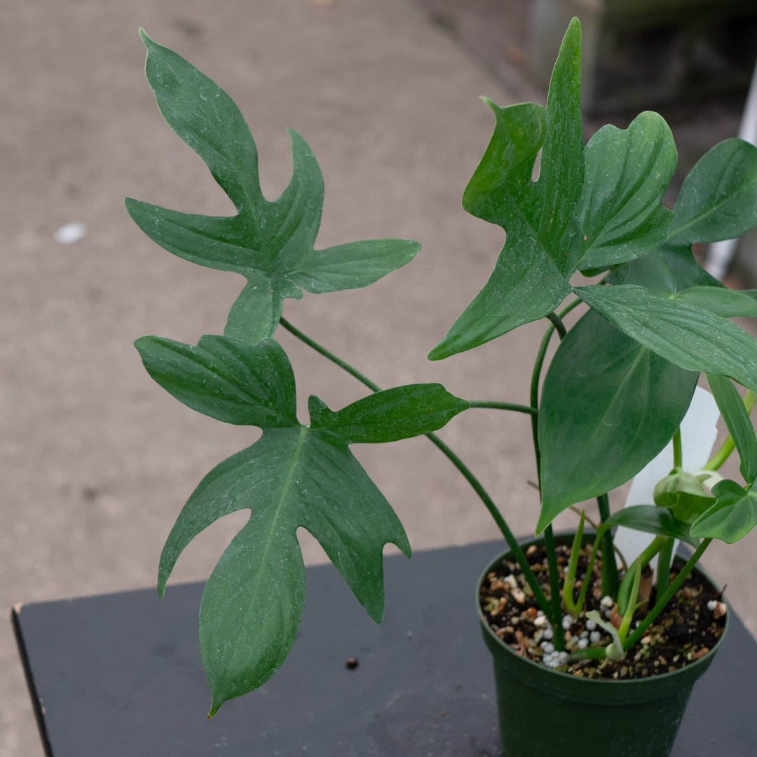 philodendron peltatum 1 Philodendron pedatum