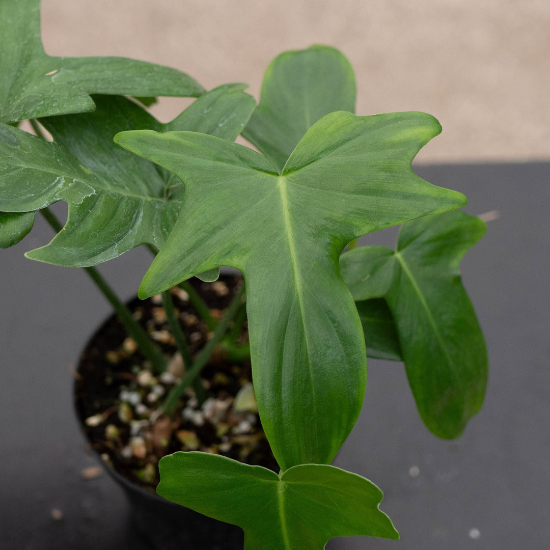 Gabriella Plants Philodendron Philodendron pedatum