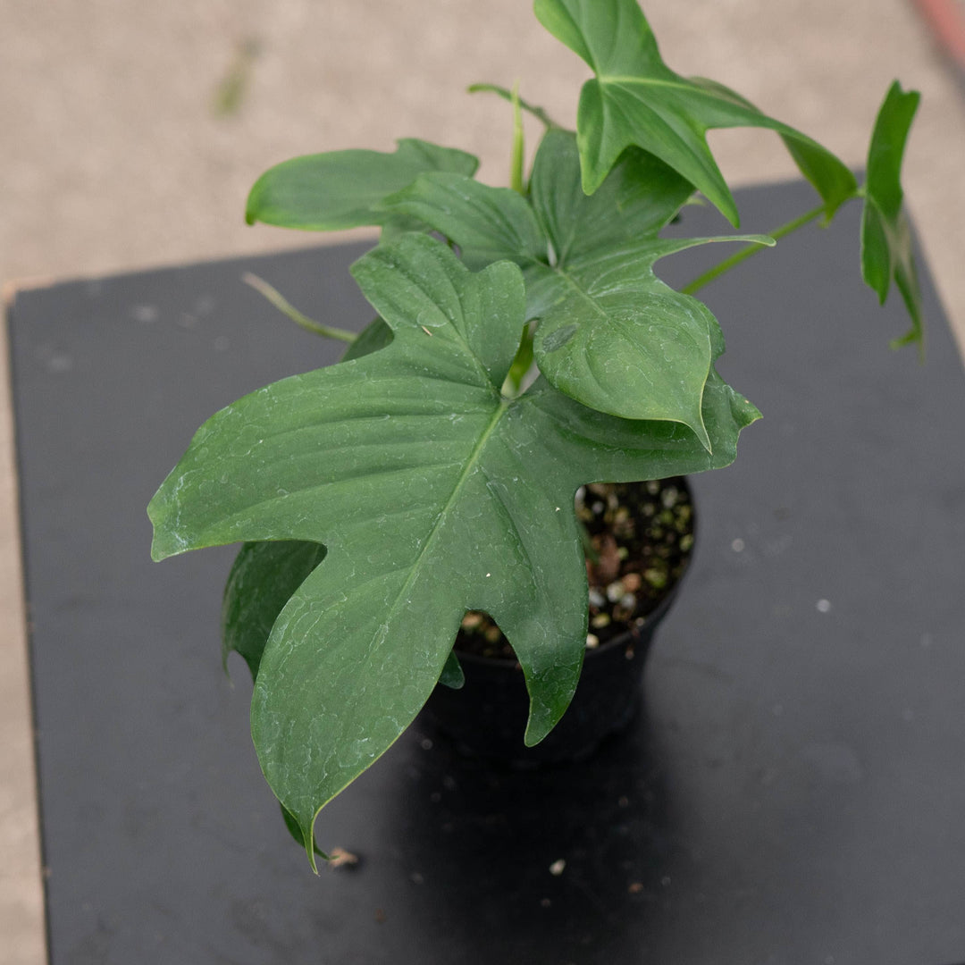 Gabriella Plants Philodendron Philodendron pedatum
