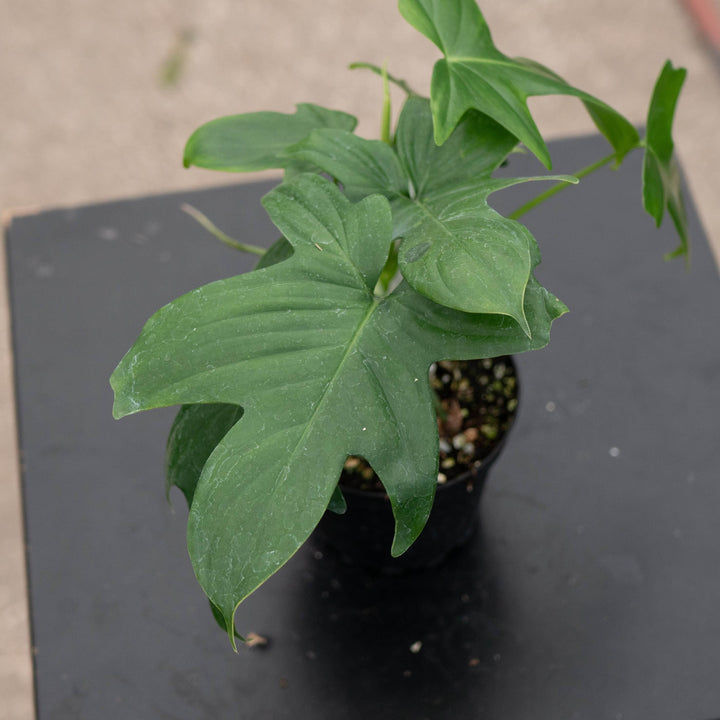 Gabriella Plants Philodendron Philodendron pedatum