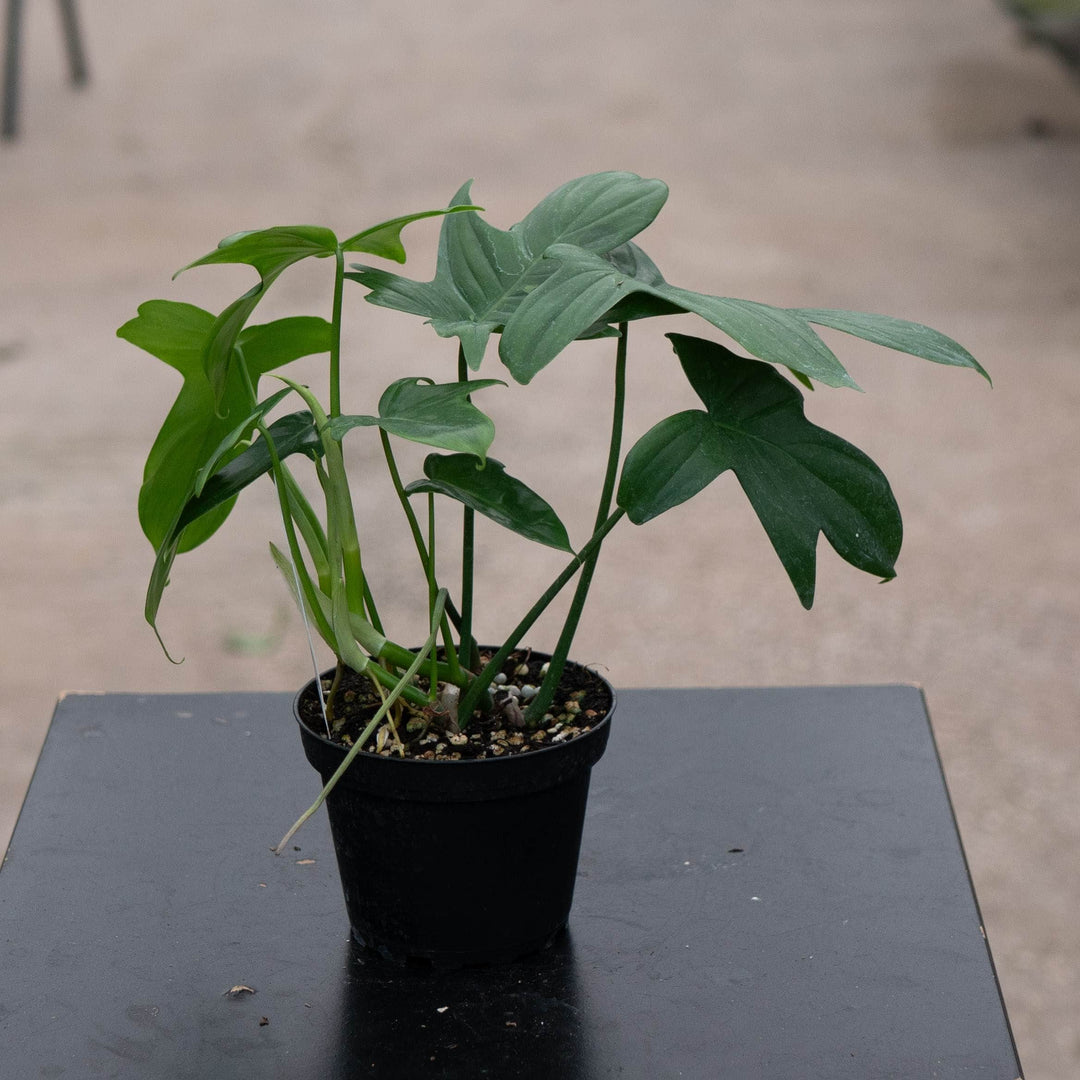 Gabriella Plants Philodendron Philodendron pedatum