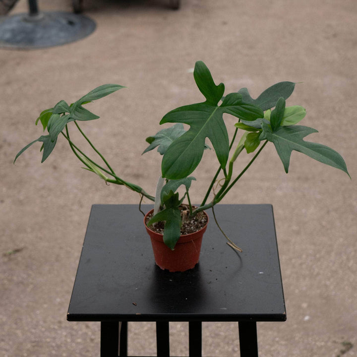 Gabriella Plants Philodendron 4" Philodendron pedatum