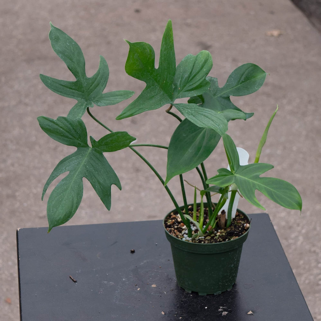 philodendron blomst Philodendron pedatum