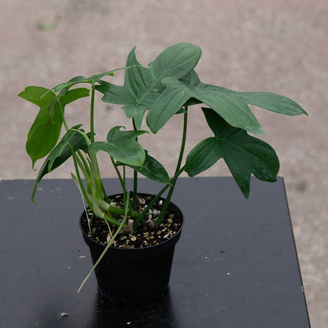 Gabriella Plants Philodendron 4" Philodendron pedatum