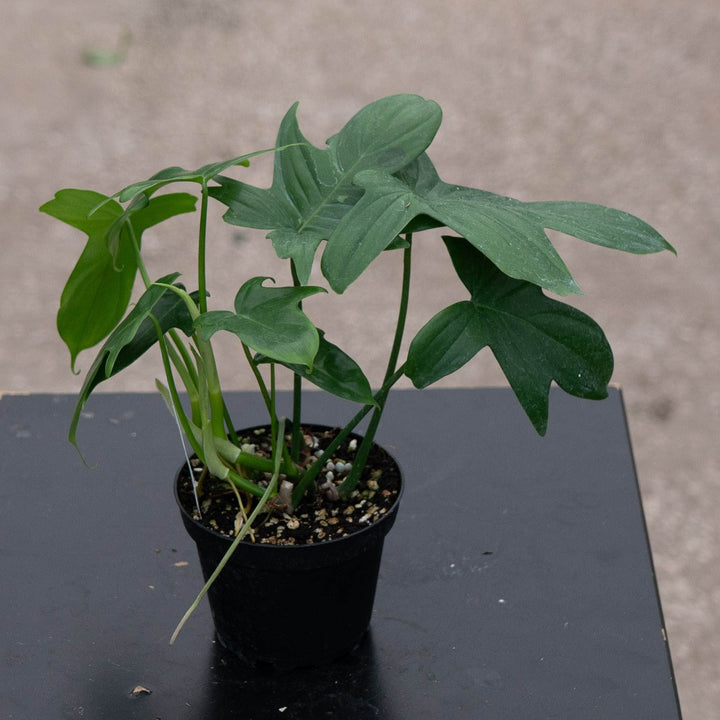 Gabriella Plants Philodendron 4" Philodendron pedatum