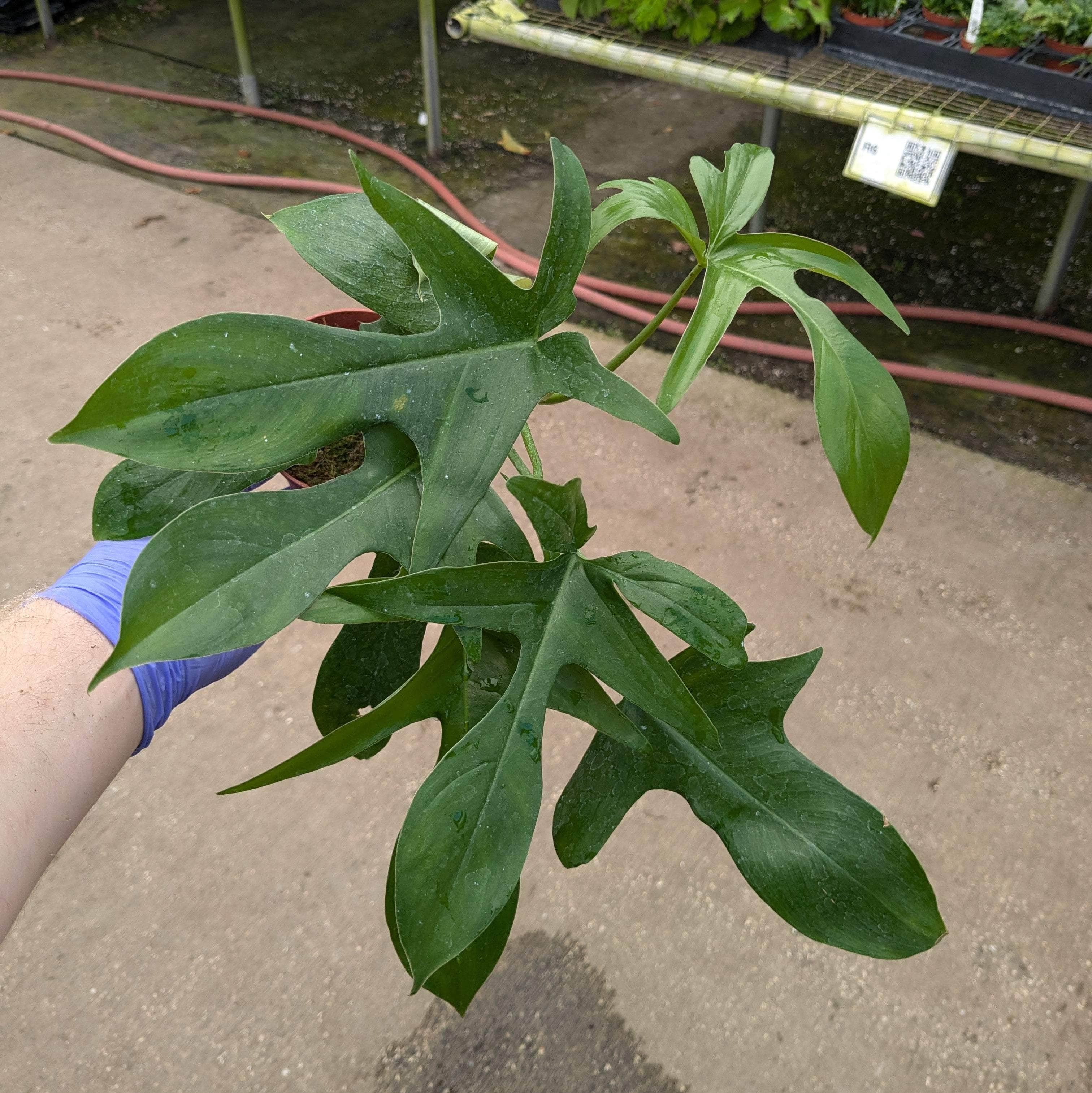 glad hands philodendron Philodendron pedatum 'Glad Hands'