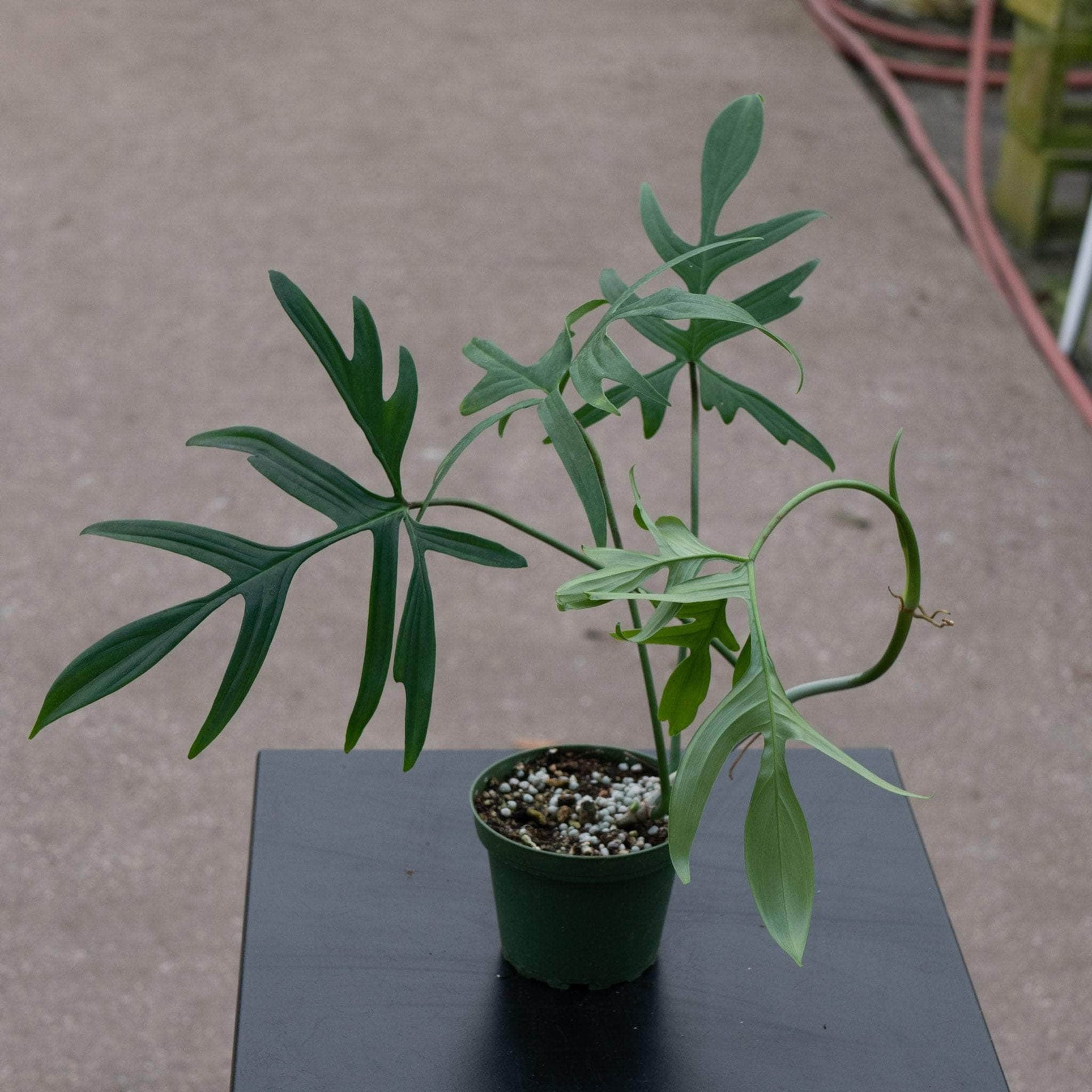 gladhands philodendron Philodendron pedatum 'Glad Hands'