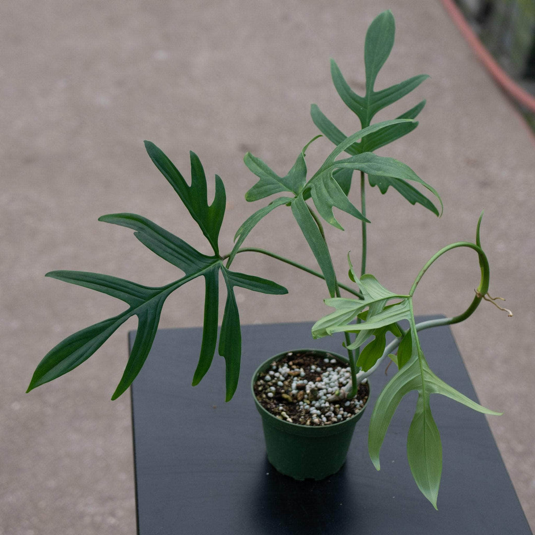 philodendron pedatum quercifolium Philodendron pedatum 'Glad Hands'