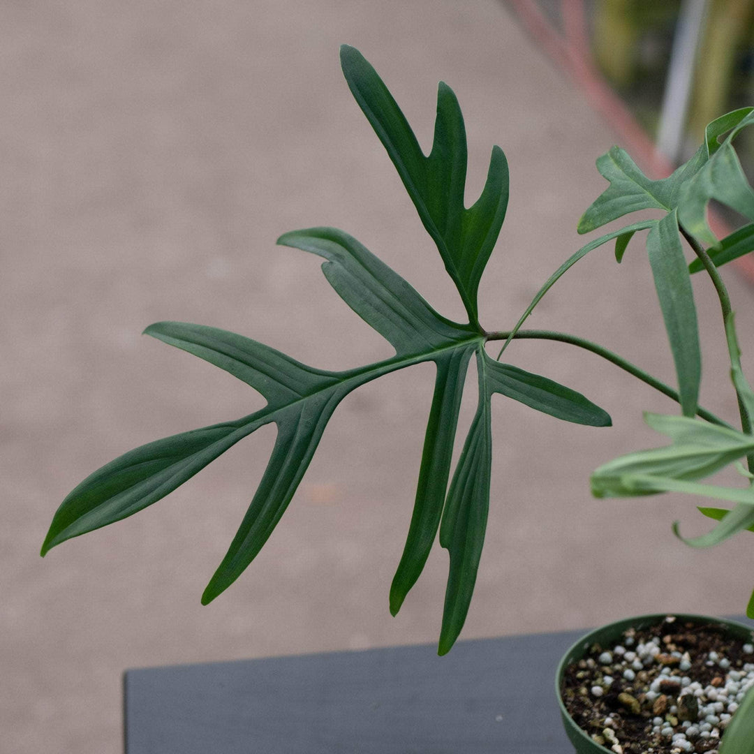 glad hands philodendron care Philodendron pedatum 'Glad Hands'