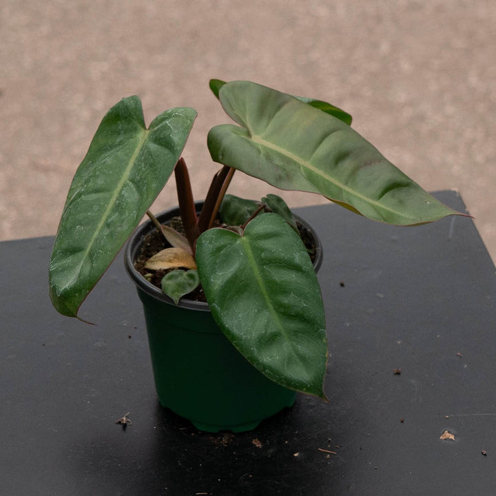 Gabriella Plants Philodendron Hybrid 4" Philodendron &