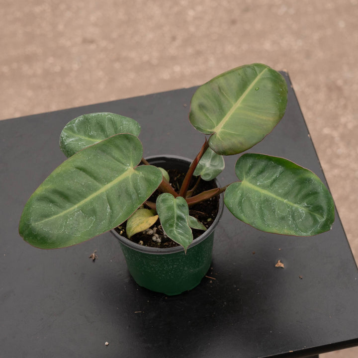Gabriella Plants Philodendron Hybrid 4" Philodendron &