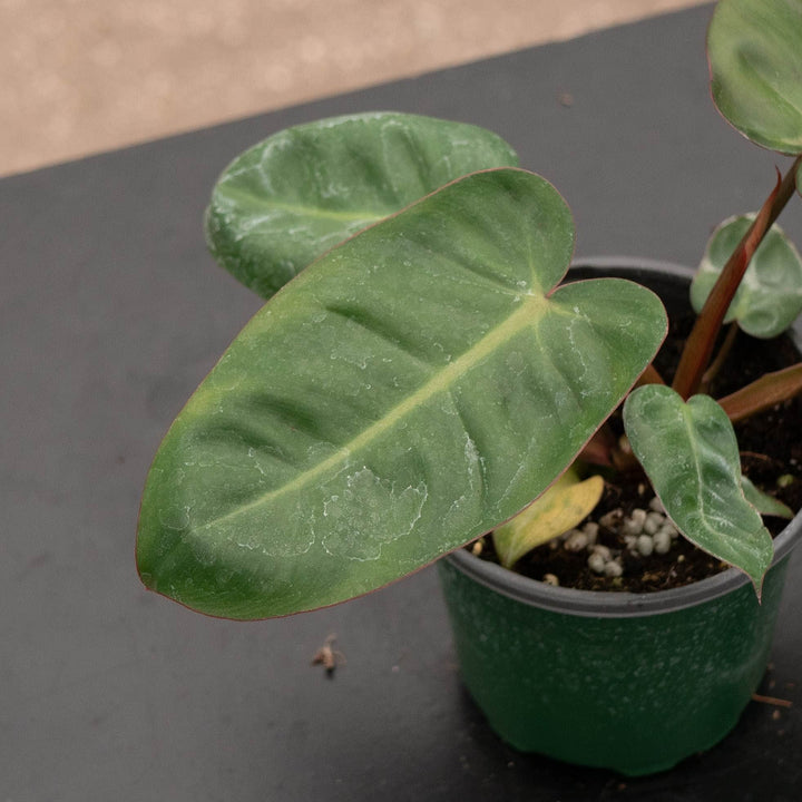 Gabriella Plants Philodendron Hybrid 4" Philodendron &