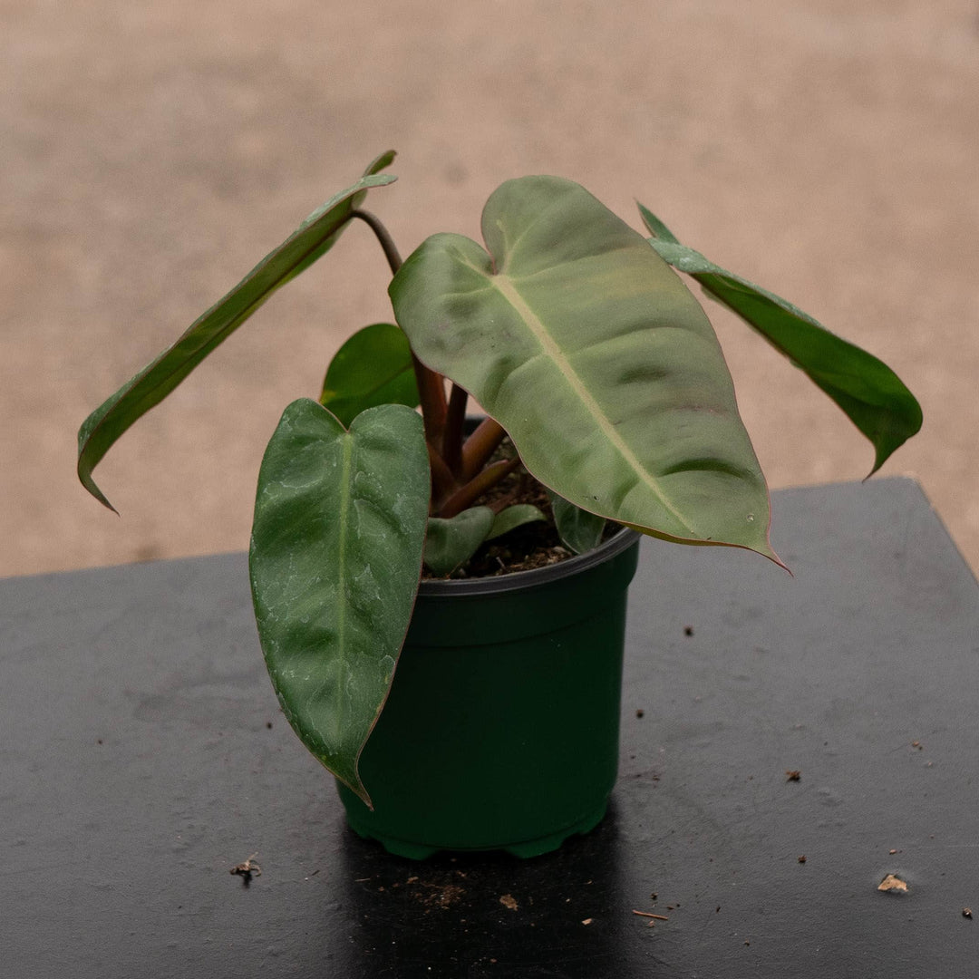 Gabriella Plants Philodendron Hybrid 4" Philodendron &