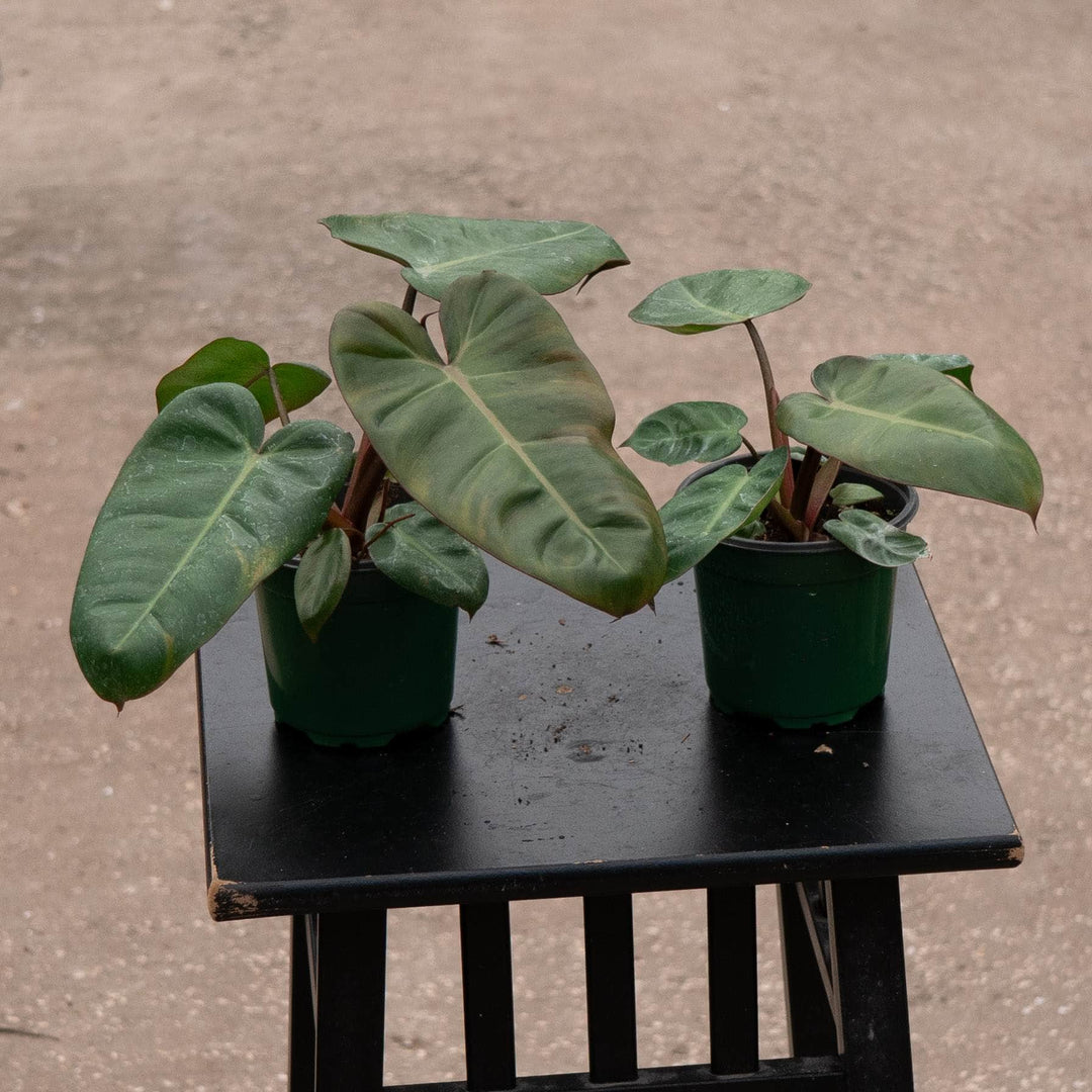 Gabriella Plants Philodendron Hybrid 4" Philodendron &