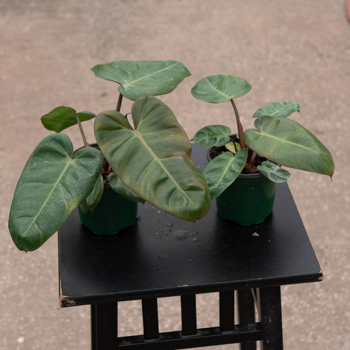 Gabriella Plants Philodendron Hybrid 4" Philodendron &