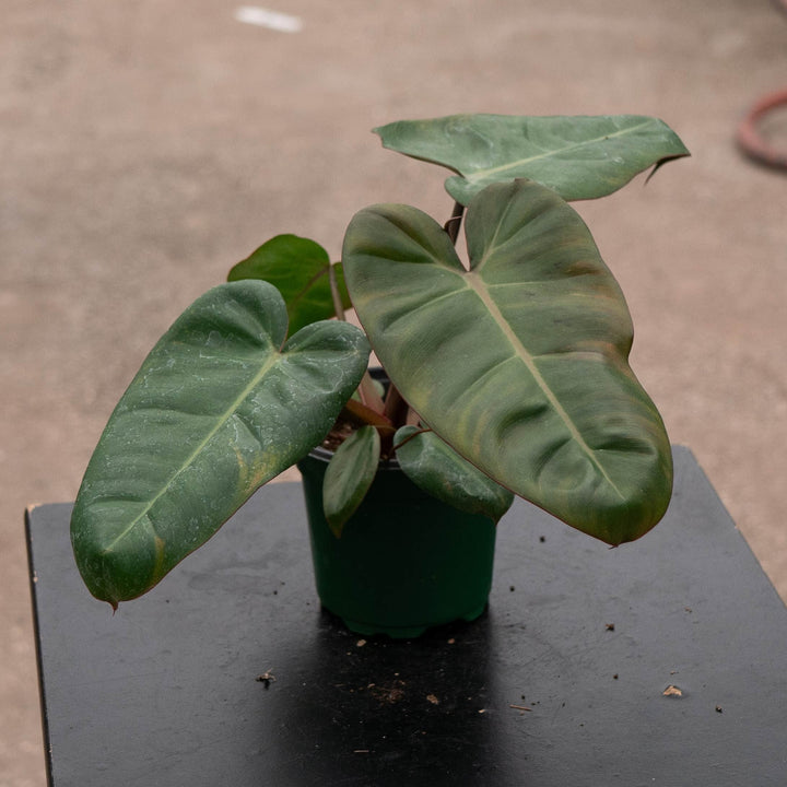 Gabriella Plants Philodendron Hybrid 4" Philodendron &