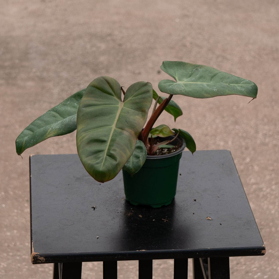 Gabriella Plants Philodendron Hybrid 4" Philodendron 'Pink Billie' (Pink Princess x billietiae)