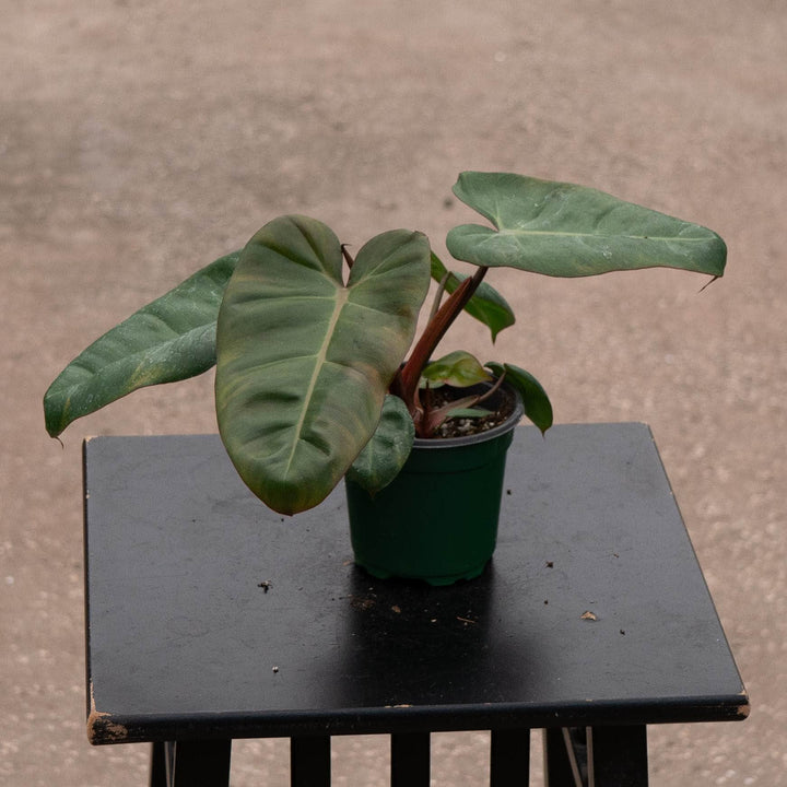 Gabriella Plants Philodendron Hybrid 4" Philodendron &