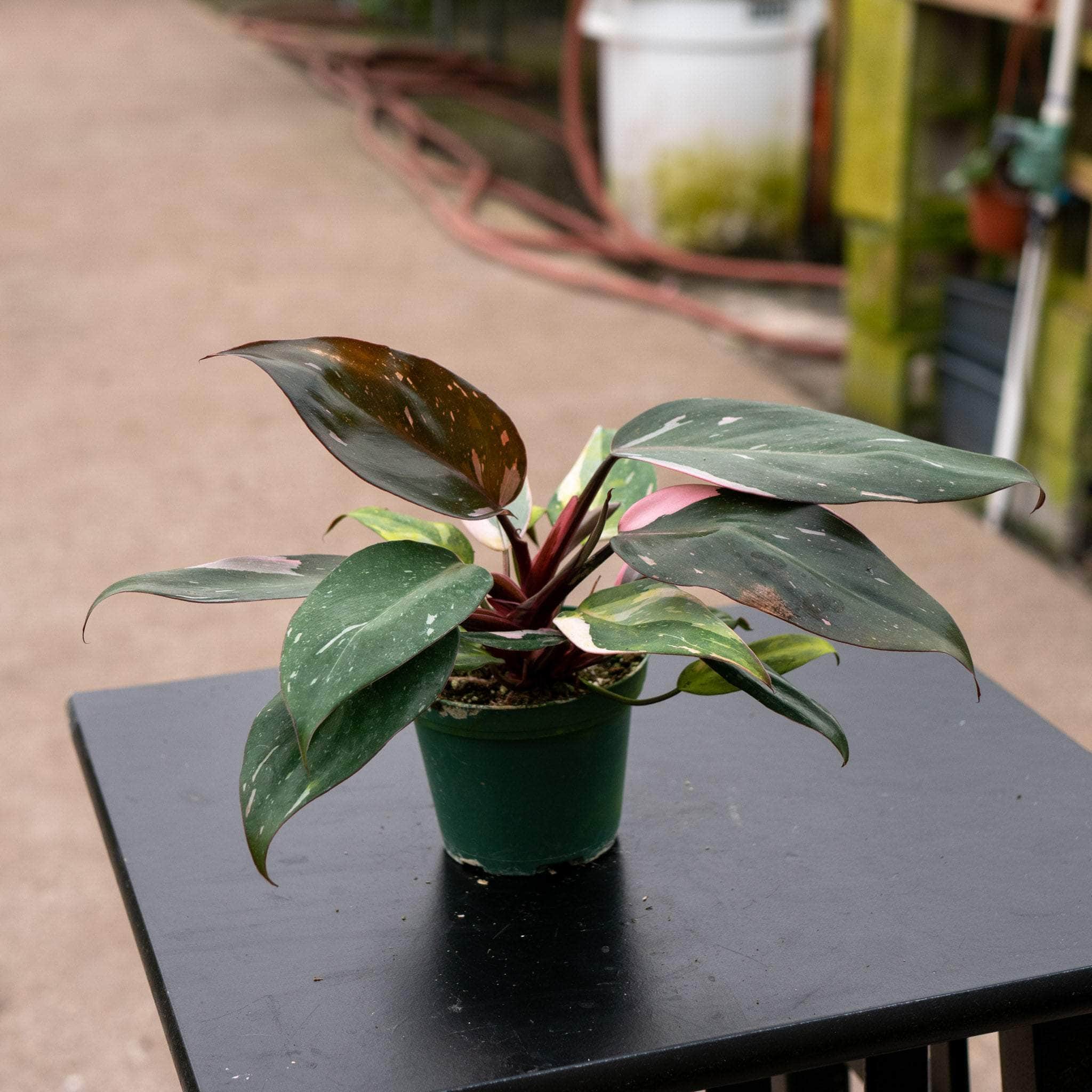pink princess philodendron wholesale Philodendron 'Pink Princess' - 3"