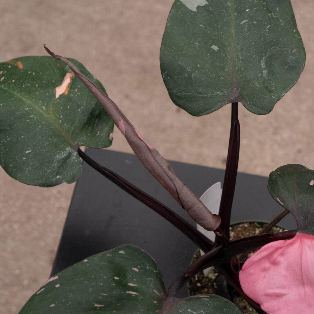 philodendron pink princess not pink Philodendron Pink Princess - 4"