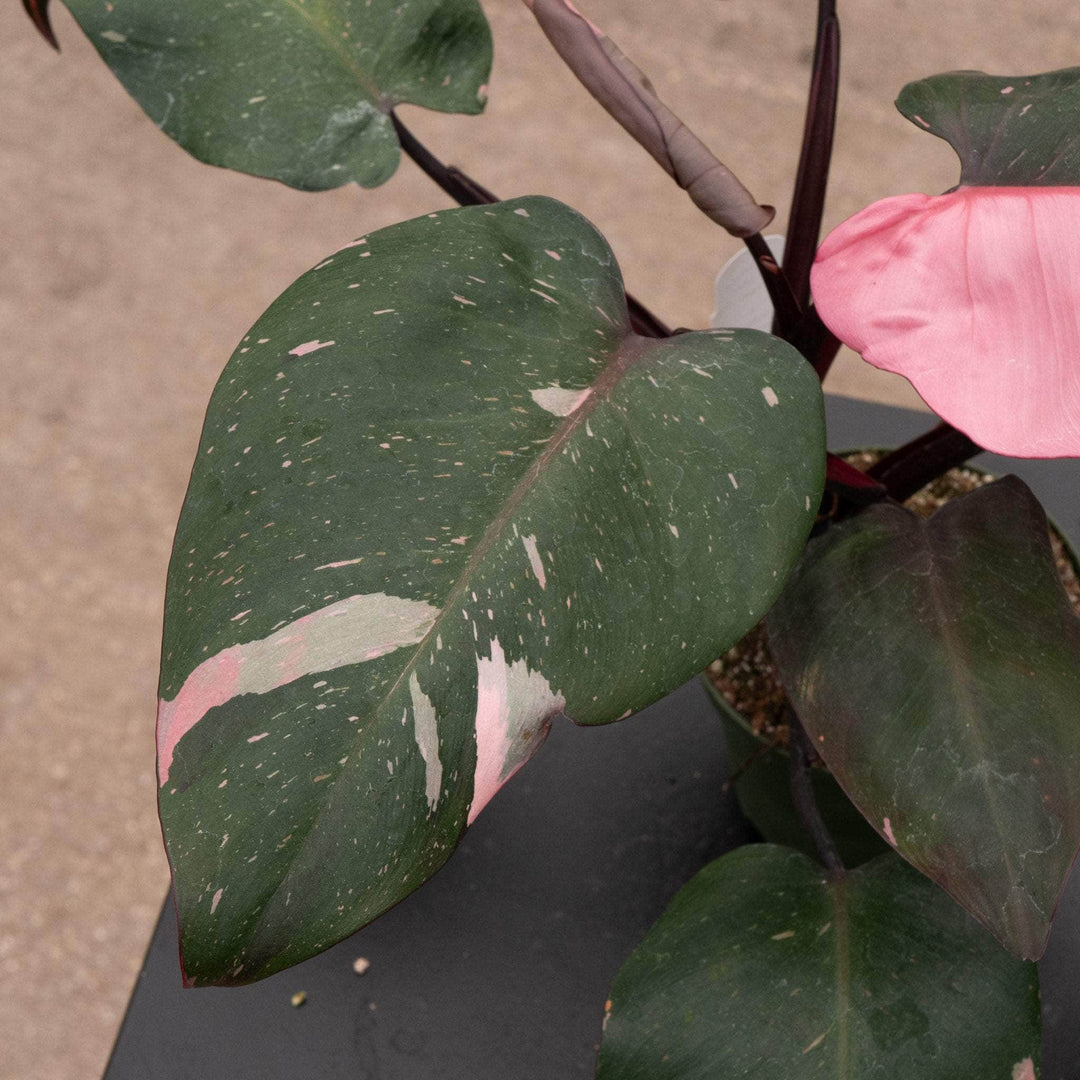 princess philodendron for sale Philodendron Pink Princess - 4"