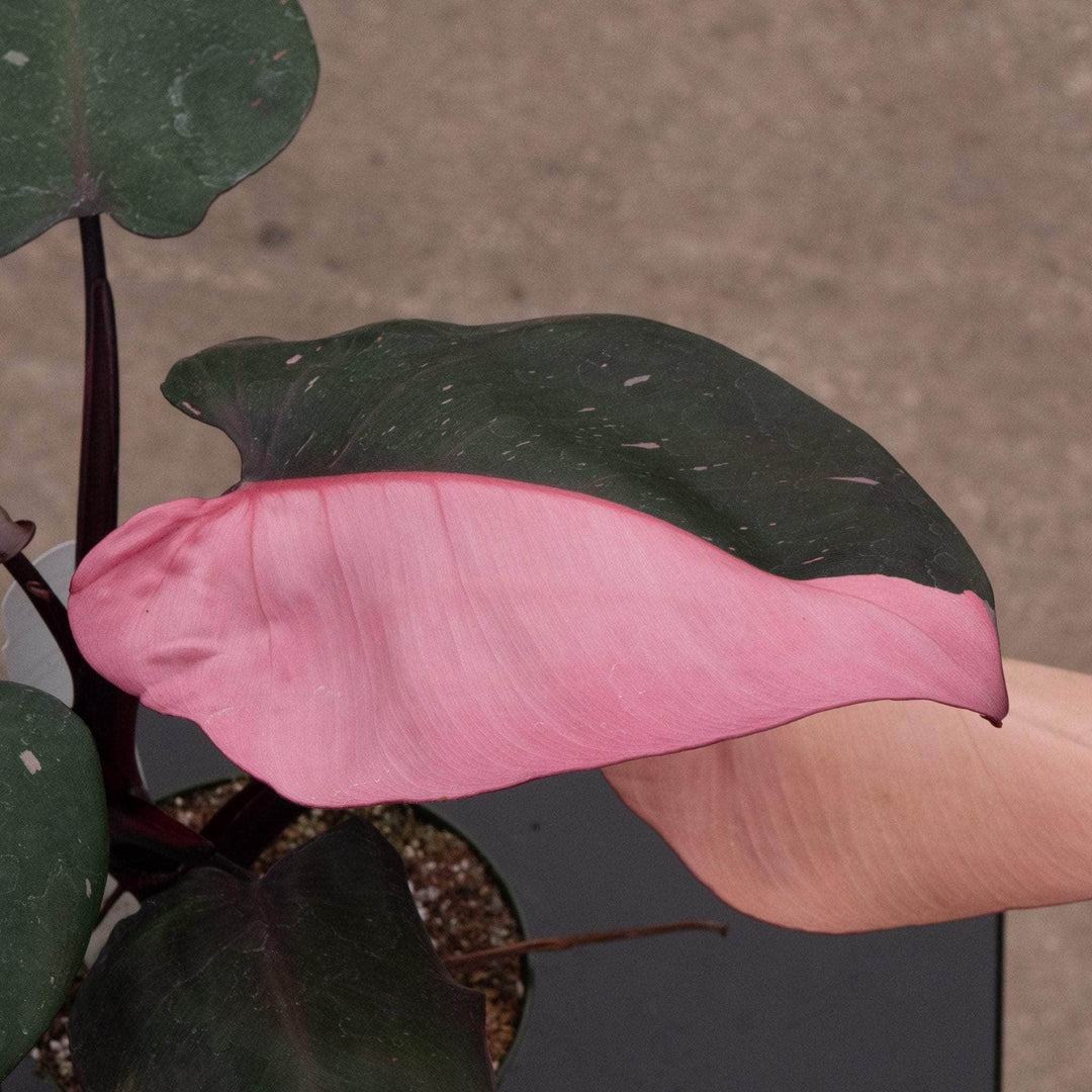 pink princess philodendron online Philodendron Pink Princess - 4"